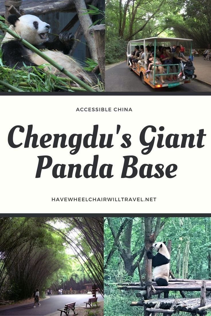 Accessible Travel China: Chengdu's Giant Panda Base - Have Wheelchair Will Travel Experiences