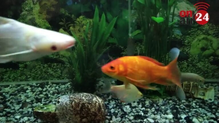 Aquarium Fish, Live Fishing, aquarium & fresh water fish video