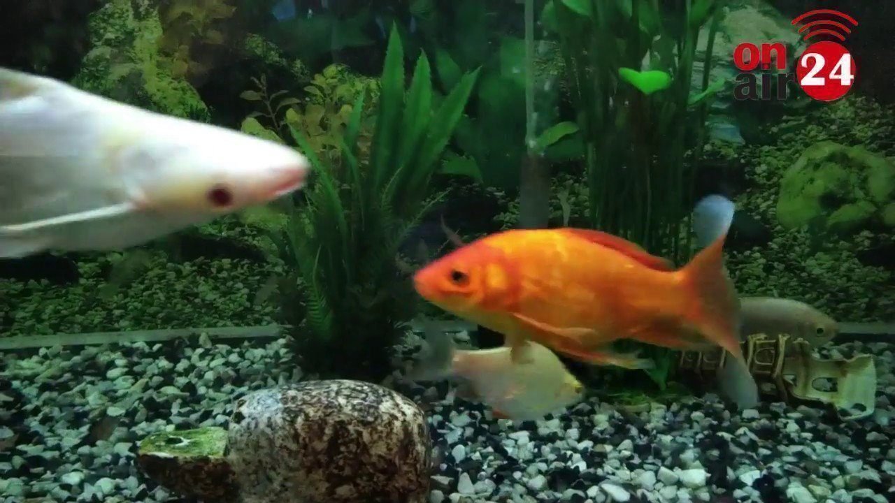 Aquarium Fish, Live Fishing, aquarium & fresh water fish video
