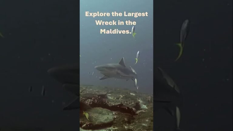 Island travel: Marine Life