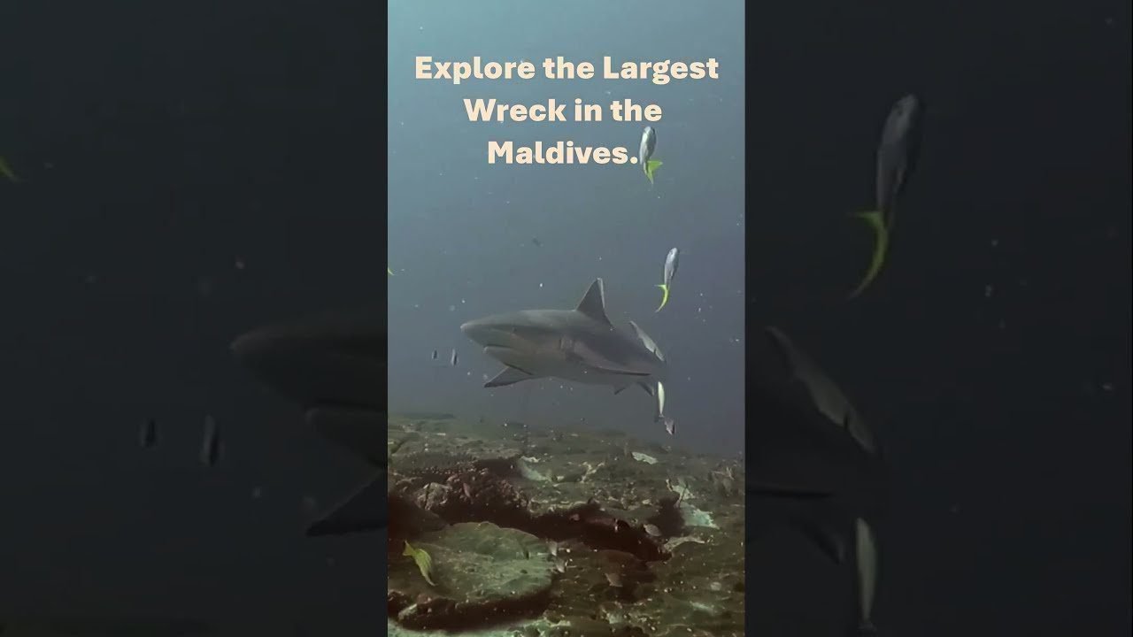 Island travel: Marine Life