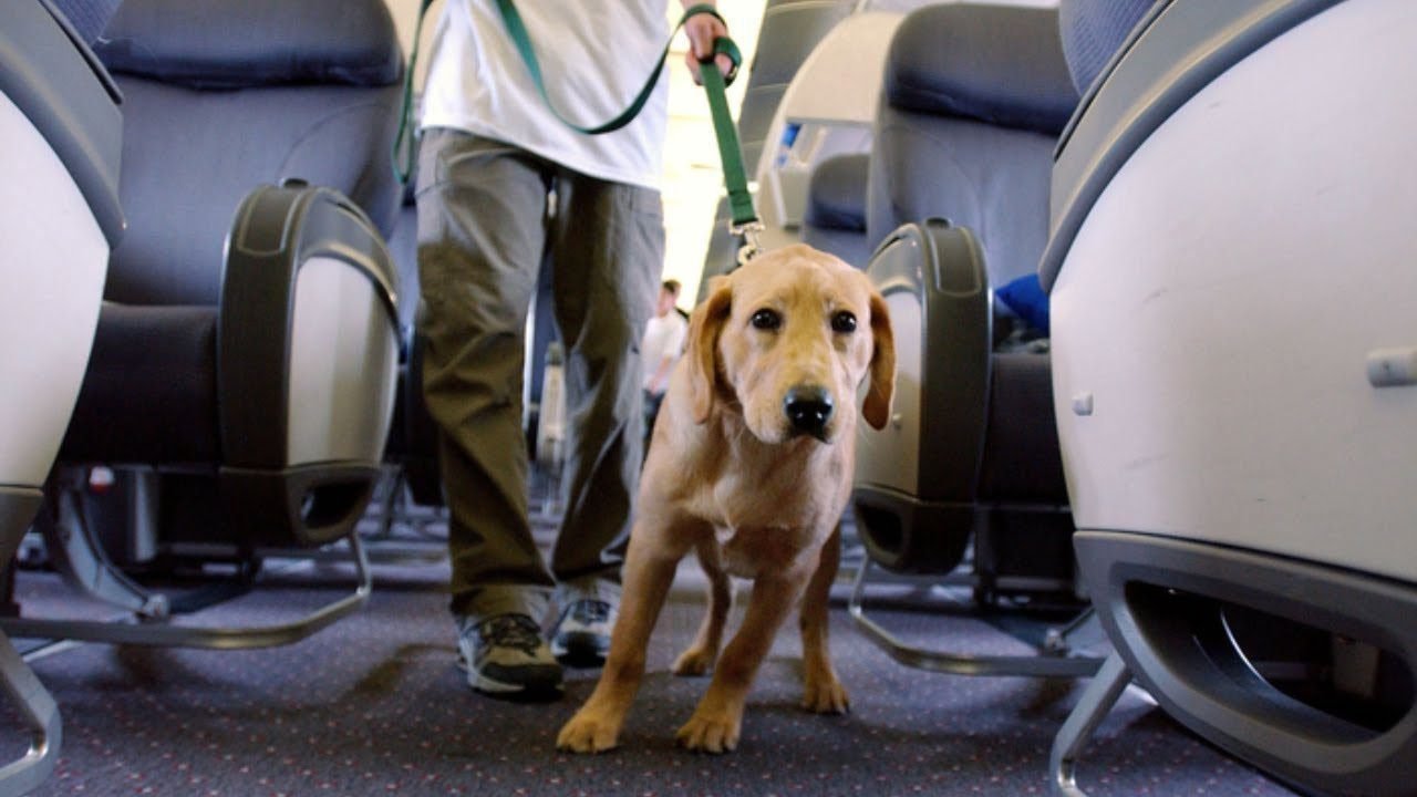 Airplane travel: Baggage Policies