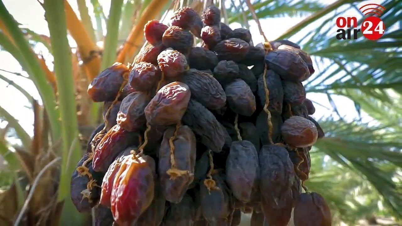 Jordan River Dates and Noal Farm Dates || How to Cultivation Dates in Saudi Arobia