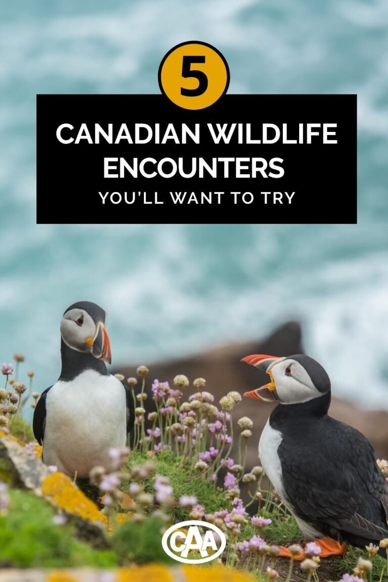 5 Canadian wildlife encounters you'll want to try