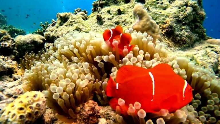 Island travel: Coral Reefs