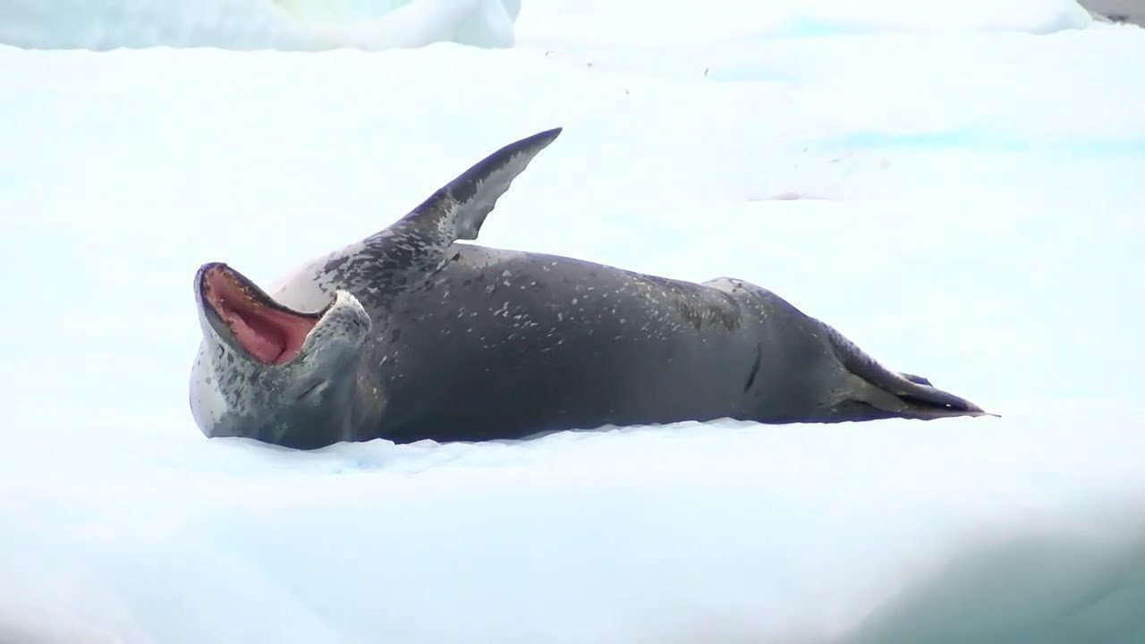 Ship travel: Expedition Cruises