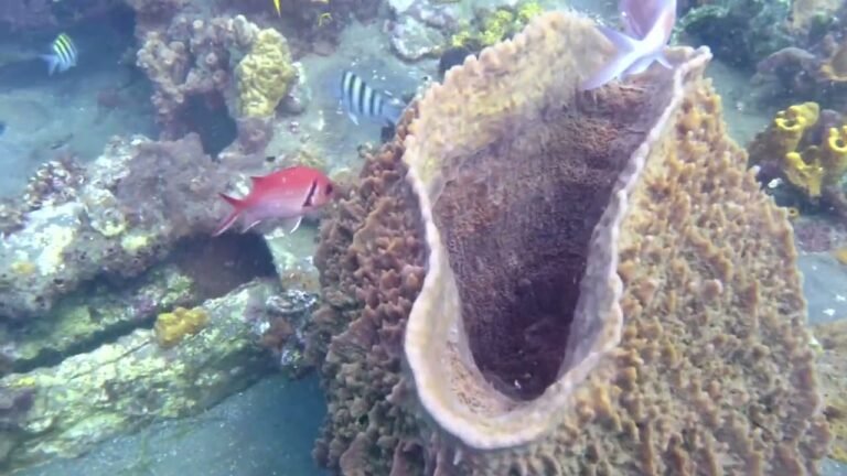 Island travel: Coral Reefs