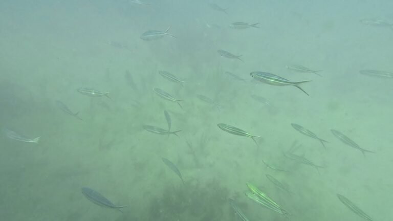 Island travel: Snorkeling Adventures