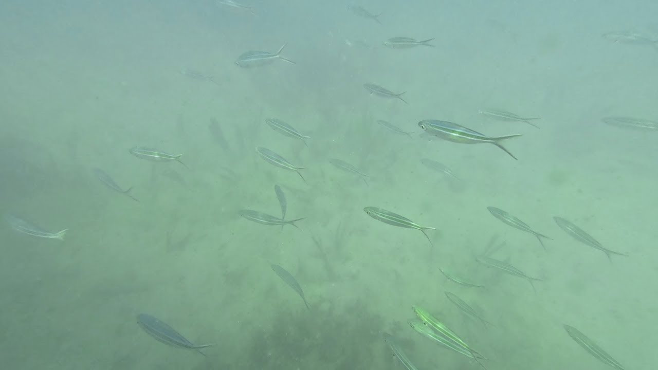 Island travel: Snorkeling Adventures