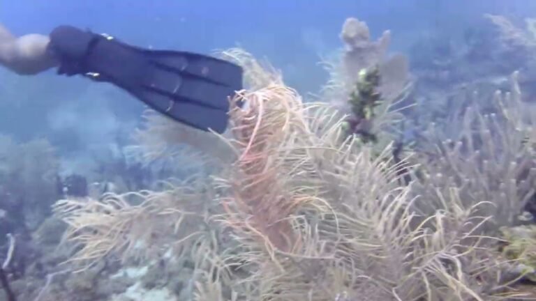 Island travel: Coral Reefs