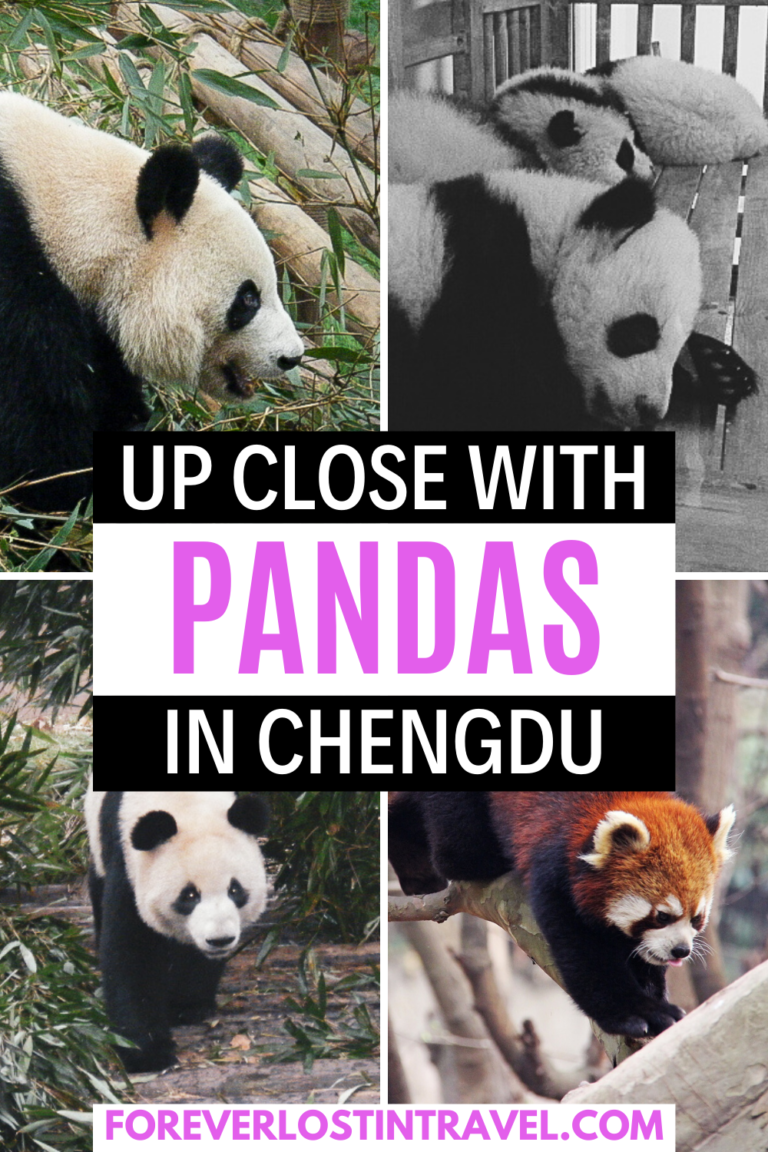 The best way to see Giant Pandas