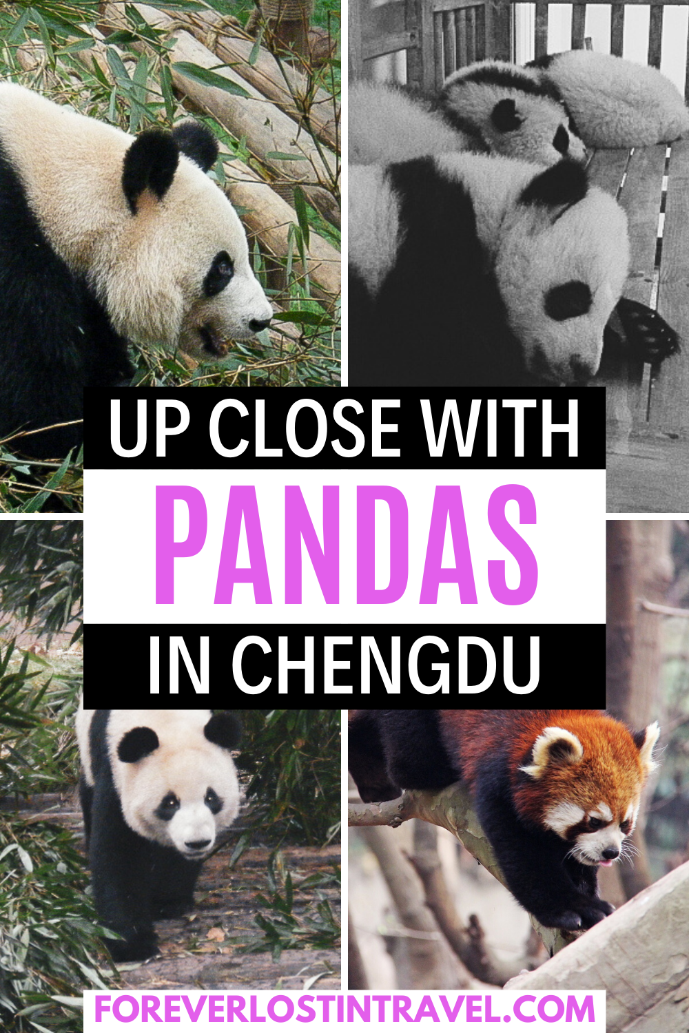 The best way to see Giant Pandas