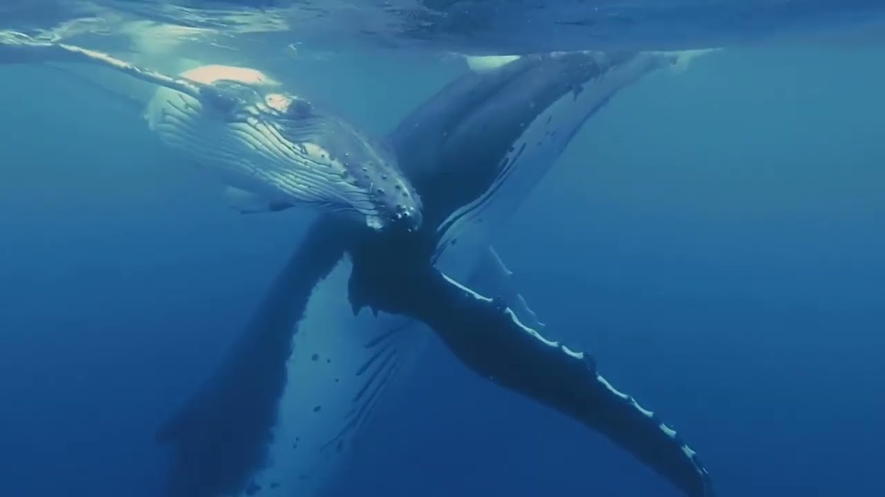 Island travel: Wildlife Encounters.