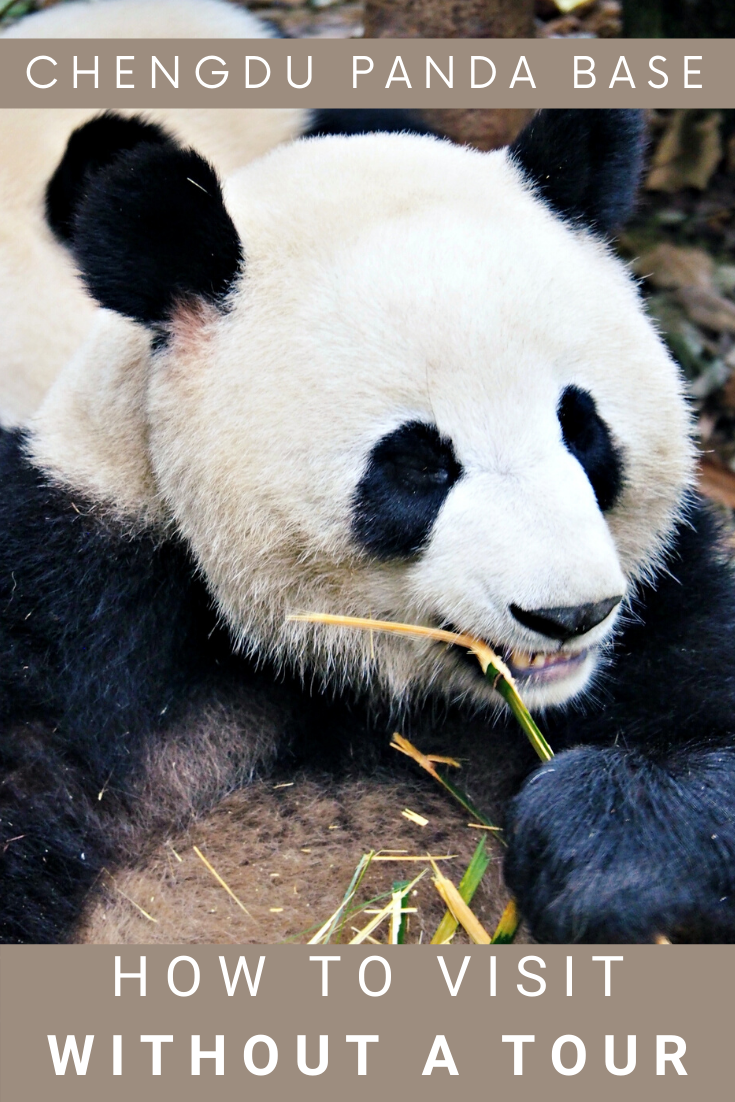 Budget Travel China: How To Visit Giant Pandas At Chengdu Panda Base Without A Tour