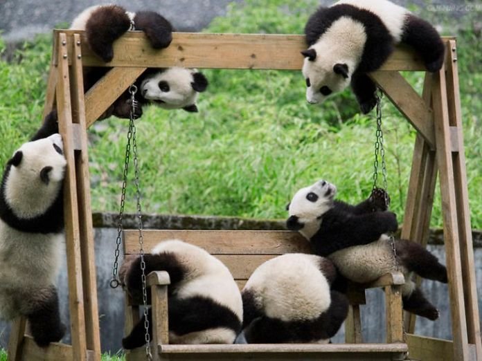 Panda “Daycare” Exists And Is Most Delightful Place On Earth