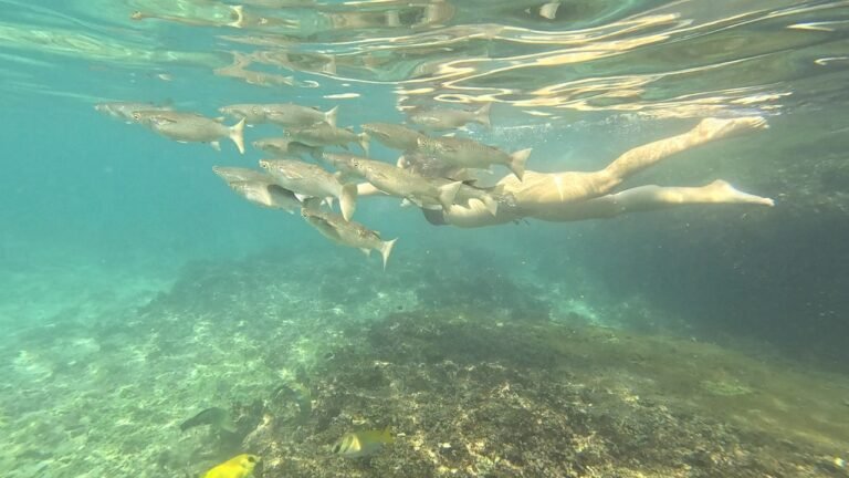 Island travel: Coral Reefs