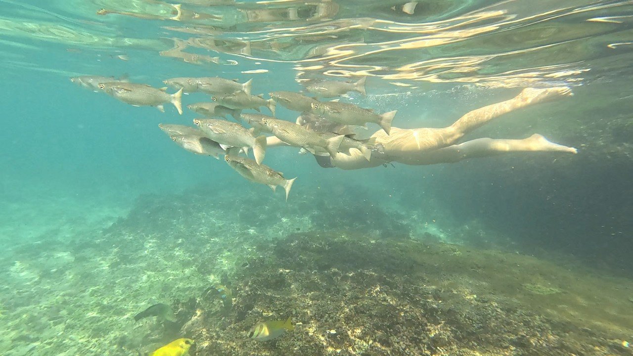 Island travel: Coral Reefs