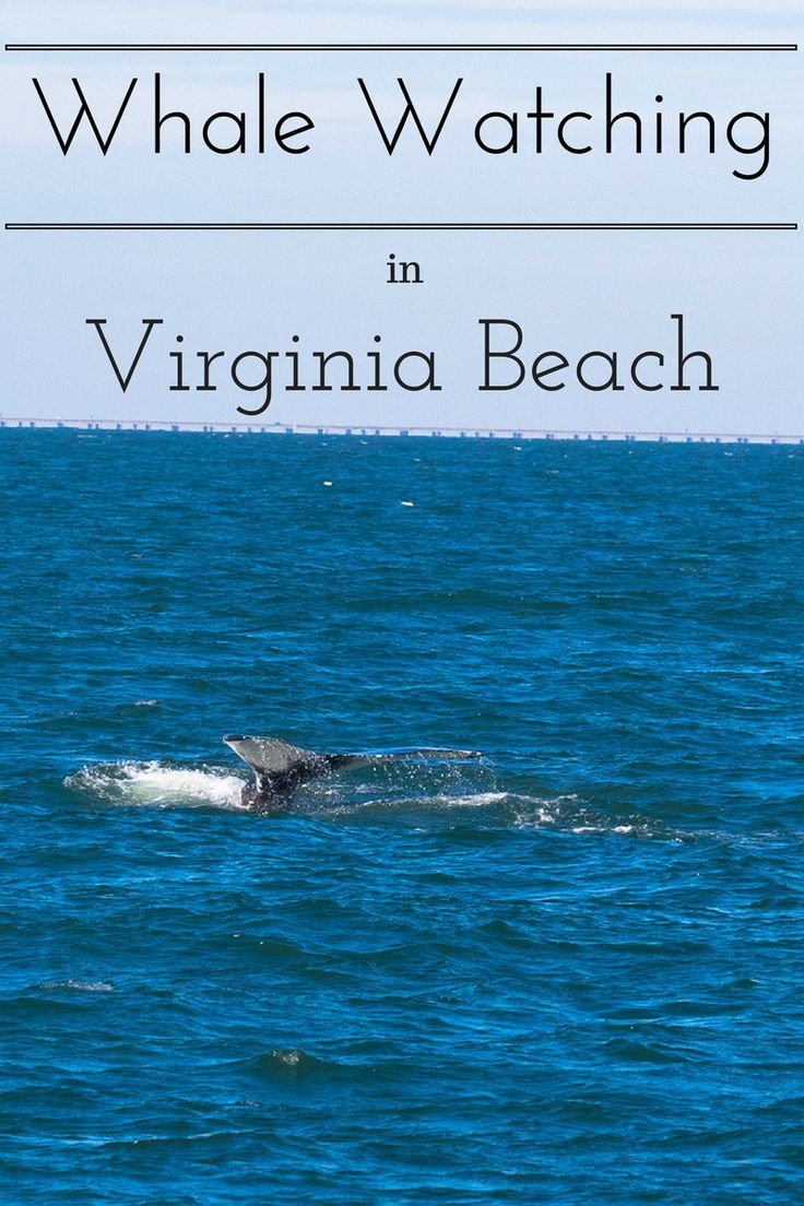Whale Watching in Virginia Beach