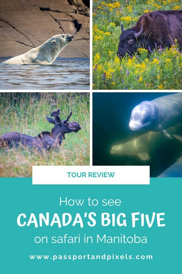 A Canadian Safari Review: See Canada's Big Five In Manitoba