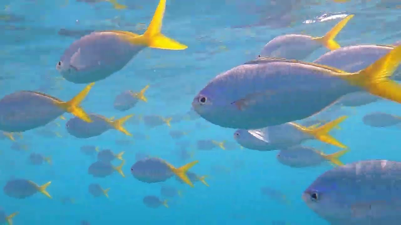 Island travel: Sailing Adventures