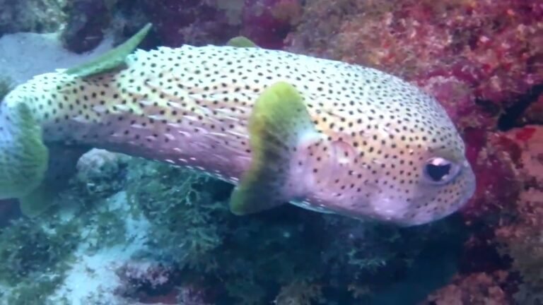 Island travel: Island Cruises