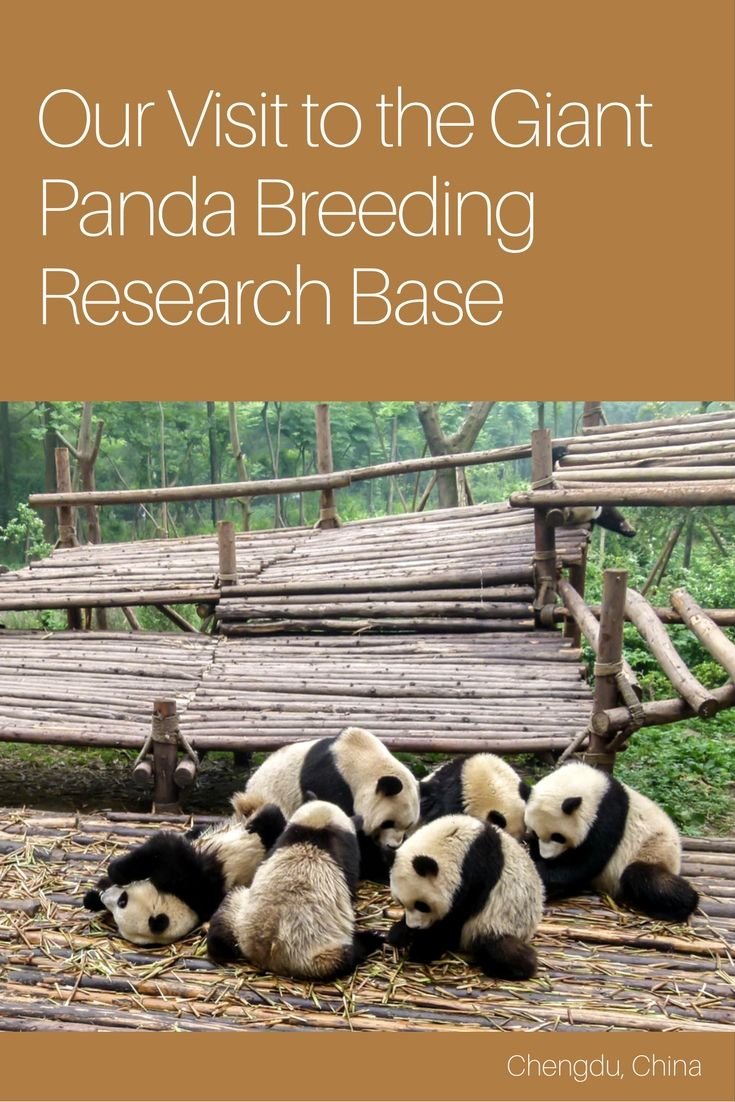 Chengdu, China - Panda Watch!