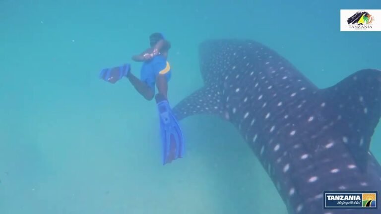 Island travel: Marine Life