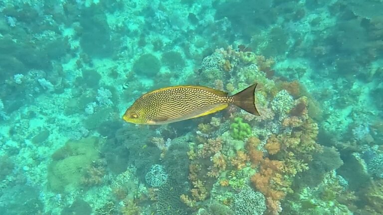 Island travel: Coral Reefs