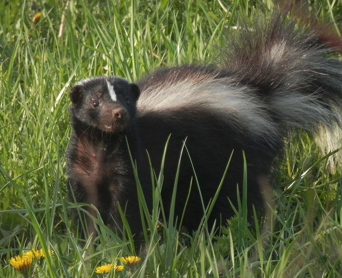 Stunning Canadian Skunk Captured on Camera