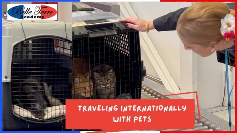 Airplane travel: Pet Travel
