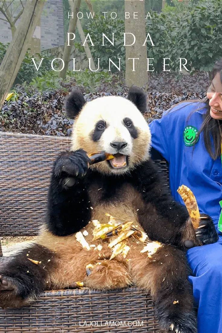 What It's Like to Volunteer at Dujiangyan Panda Base