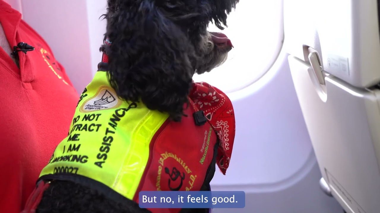 Airplane travel: Pet Travel