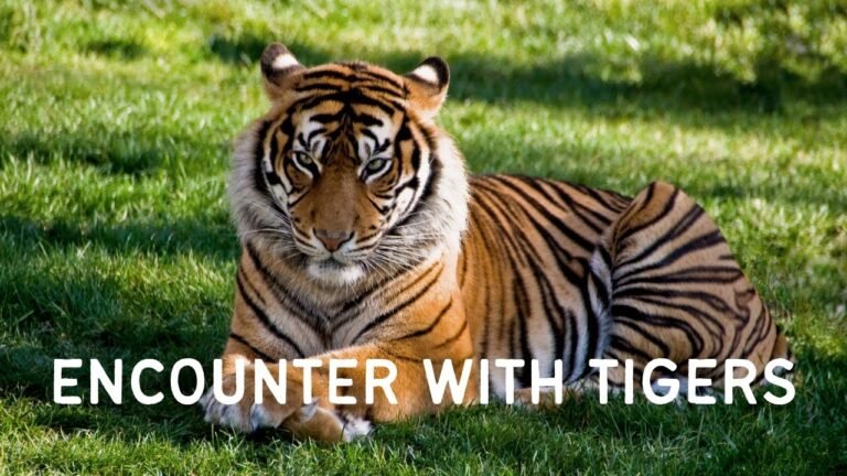 Island travel: Wildlife Safaris