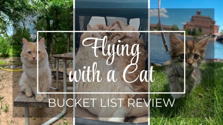 Airplane travel: Pet Travel