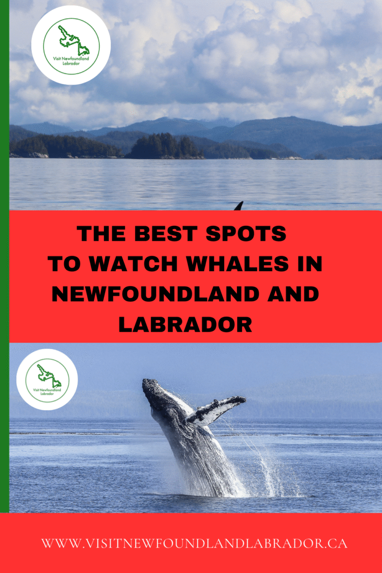 The Best Spots and Seasons to Observe Majestic Whales in Newfoundland and Labrador