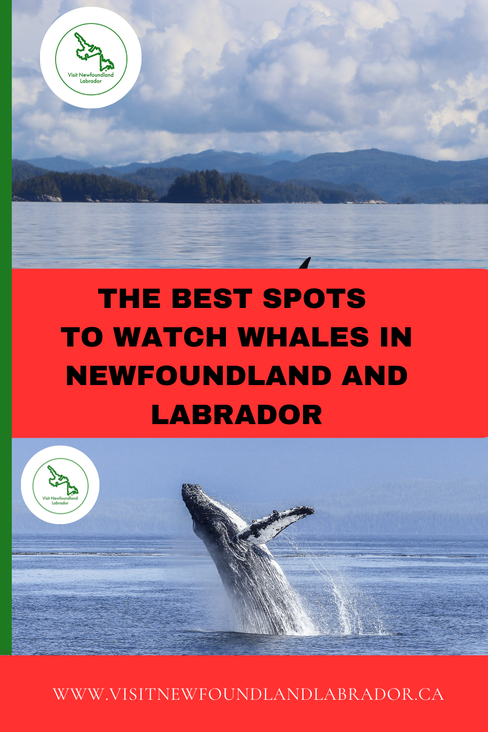 The Best Spots and Seasons to Observe Majestic Whales in Newfoundland and Labrador