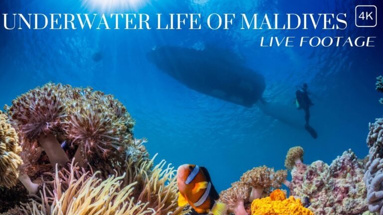 Discover Maldives
