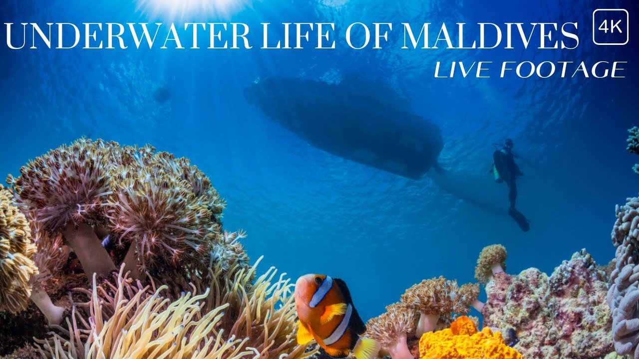 Discover Maldives