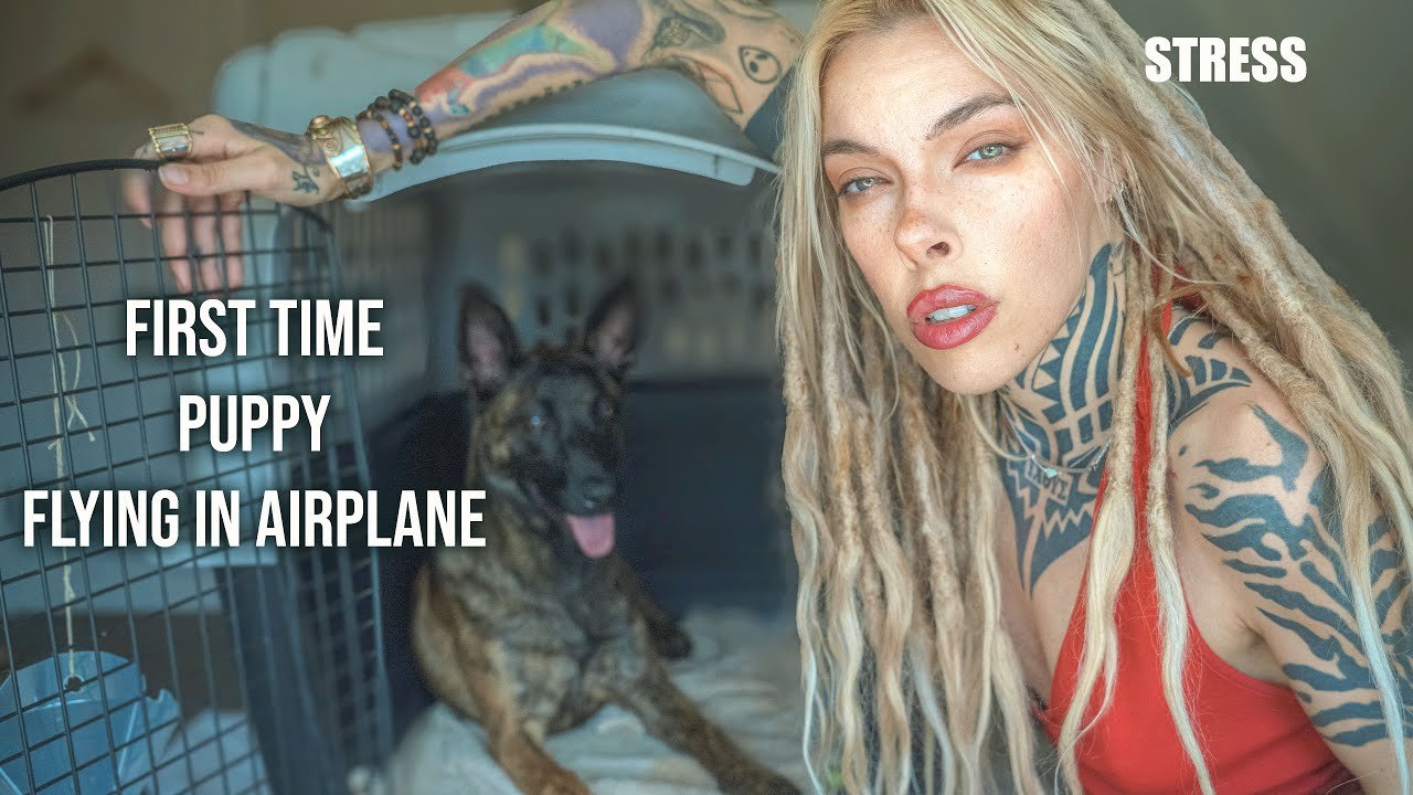 Airplane travel: Pet Travel