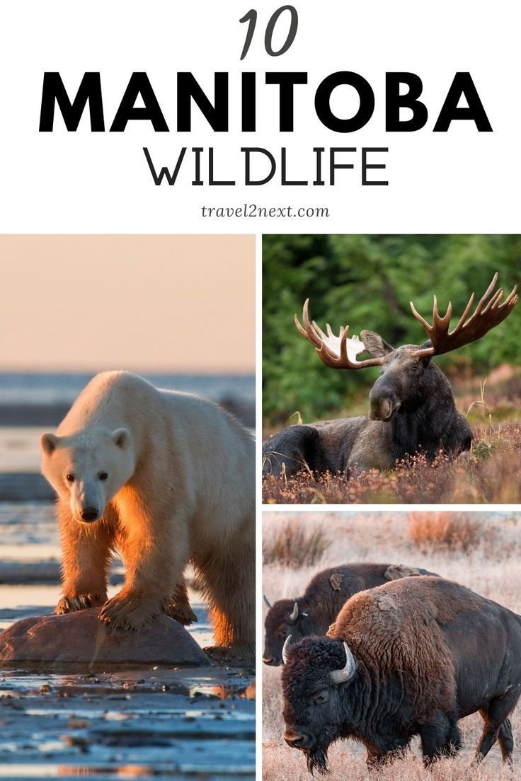 Wildlife In Manitoba