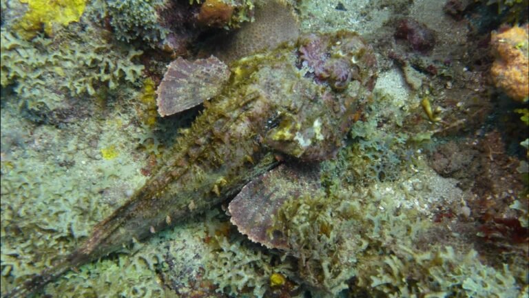 Island travel: Island Cruises