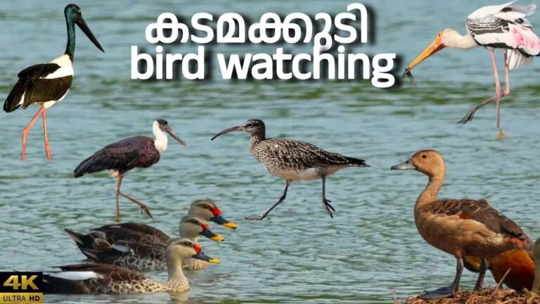 Island travel: Birdwatching