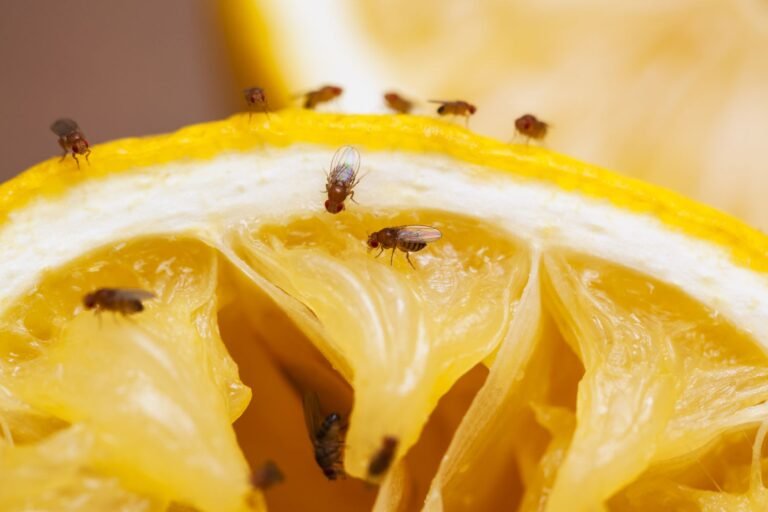 The Best Way To Get Rid of Fruit Flies, According to a Pest Control Expert