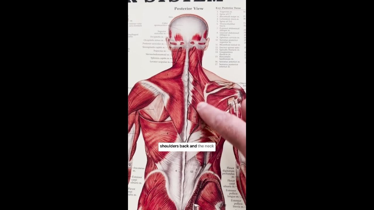 Physical Therapy for Back Pain