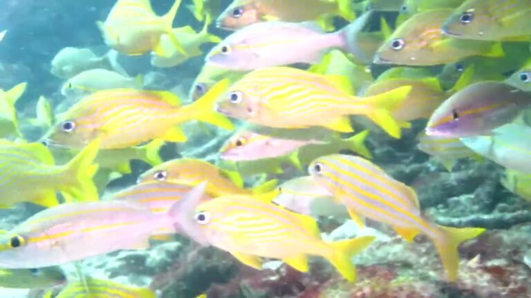 Island travel: Coral Reefs