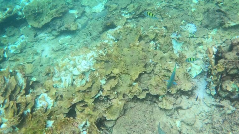 Island travel: Snorkeling Adventures