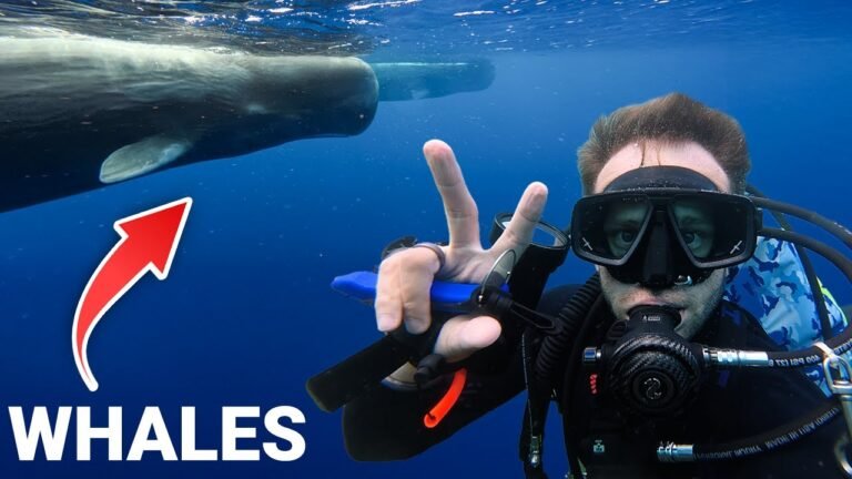 Island travel: Marine Life