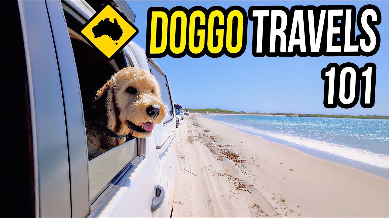 Airplane travel: Pet Travel