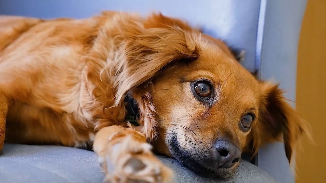 Dog Stock Footage | Pet | Animal | Free