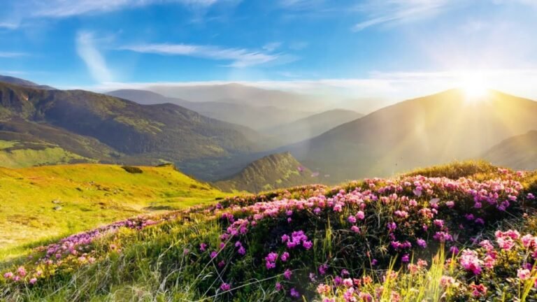 Flower Stock Footage | Garden | Nature
